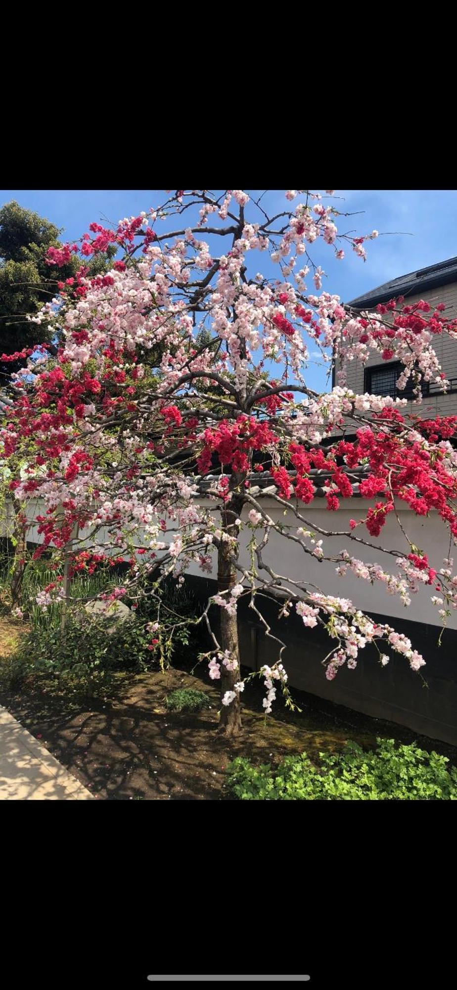 新宿庭院の屋-Shinjuku Garden Home -28 Square Meters King Size Bed Garden Room Tokio Exterior foto